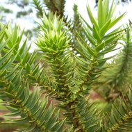 Paran&aacute; pine (Araucaria angustifolia)