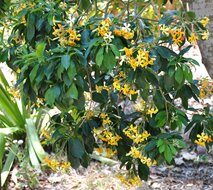 Australian frangipani (Hymenosporum flavum)