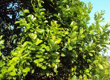 South Indian Plum (Syzygium caryophyllatum)