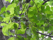 Kumbhi Tree (Careya arborea)