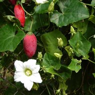 Ivy gourd (Coccinia grandis)