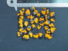 Yellow Bird of Paradise Flower (Strelitzia reginae &#039;Mandela&#039;s Gold&#039;)