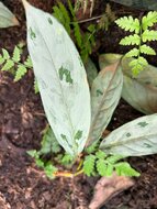 Camouflage plant (Aglaonema nebulosum)