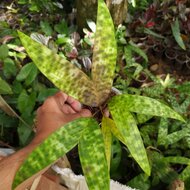 Mottled dwarf palm (Pinanga crassipes)