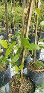 Red Jade Vine (Mucuna bennettii)