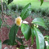 Yunnan tea plant (Camellia taliensis)