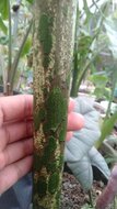 Sweet Snakeskin Lily (Amorphophallus galbra)