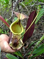 Raffles&#039; pitcher-plant (Nepenthes rafflesiana)