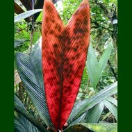 Stained Glass Palm (Geonoma epetiolata)