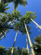 Wanga palm (Pigafetta elata)