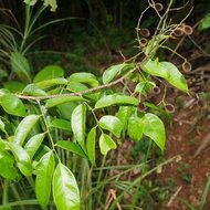 Velvet Tamarind (Dialium cochinchinense)