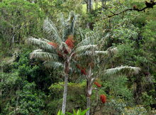 Quindio wax palm (Ceroxylon quindiuense)