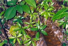 Aroid (Amorphophallus decus-silvae)