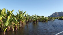 Water Banana (Typhonodorum lindleyanum)