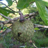 Mountain Soursop (Annona montana)