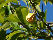 Mountain Soursop (Annona montana)