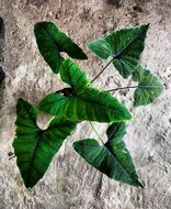 Alocasia (Alocasia sp. &#039;Olanii&#039;)