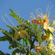 Gul Mohur flamboyant (Delonix elata)