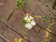 Gul Mohur flamboyant (Delonix elata)