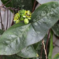 Big Batwing Passionflower (Passiflora megacoriacea)