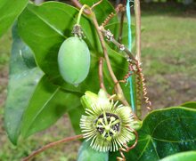 Big Batwing Passionflower (Passiflora megacoriacea)