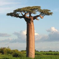 Giant baobab (Adansonia grandidieri)