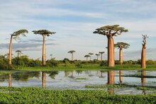 Giant baobab (Adansonia grandidieri)