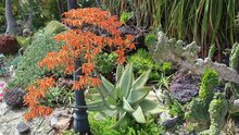 Coral aloe (Aloe striata)