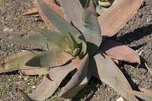 Coral aloe (Aloe striata)