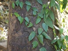 Black pepper (Piper nigrum)