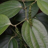 Black pepper (Piper nigrum)