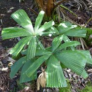 Vietnamese Paradise Palm (Lanonia dasyantha)