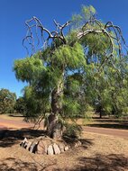 Madagascar Ghost Tree (Moringa drouhardii)