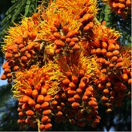 Colville&#039;s Glory Tree (Colvillea racemosa)