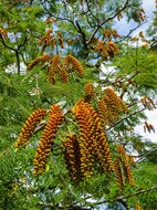 Colville&#039;s Glory Tree (Colvillea racemosa)