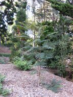 Colville&#039;s Glory Tree (Colvillea racemosa)