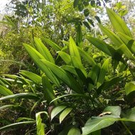 Lamba (Curculigo latifolia)