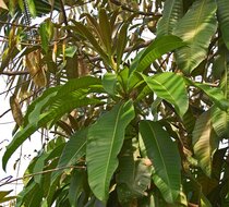 White mango (Mangifera caesia)