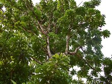 White mango (Mangifera caesia)