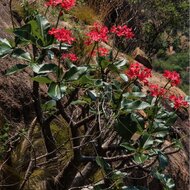 Bontaka (Pachypodium baronii)