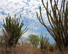 Madagascar Ocotillo (Alluaudia procera)