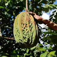 White Cacoa (Theobroma bicolor)