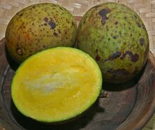 Horse Mango (Mangifera foetida)