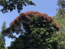 Horse Mango (Mangifera foetida)