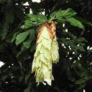 Handkerchief tree (Cynometra browneoides)