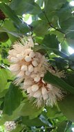 Handkerchief tree (Cynometra browneoides)