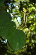 Giant Orchid Tree (Gigasiphon macrosiphon)