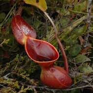 Pitcher plant (Nepenthes lowii)