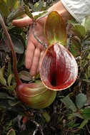 Pitcher plant (Nepenthes lowii)