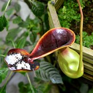 Pitcher plant (Nepenthes lowii)